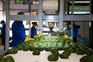 Los vaivenes europeos de la palta del sur