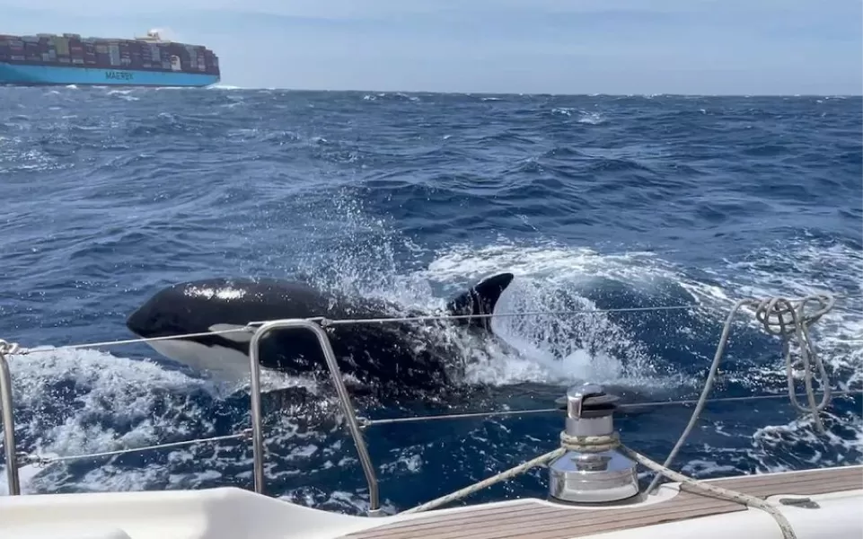 Gladis, la orca que se volvió viral por sus ataques justicieros en el mar