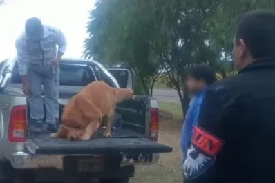 Un can antinarcóticos encontró 97 kilos de cocaína ocultos en un doble fondo de una camioneta