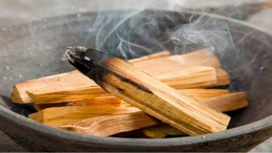 Por qué es importante tener un palo santo en nuestro hogar.