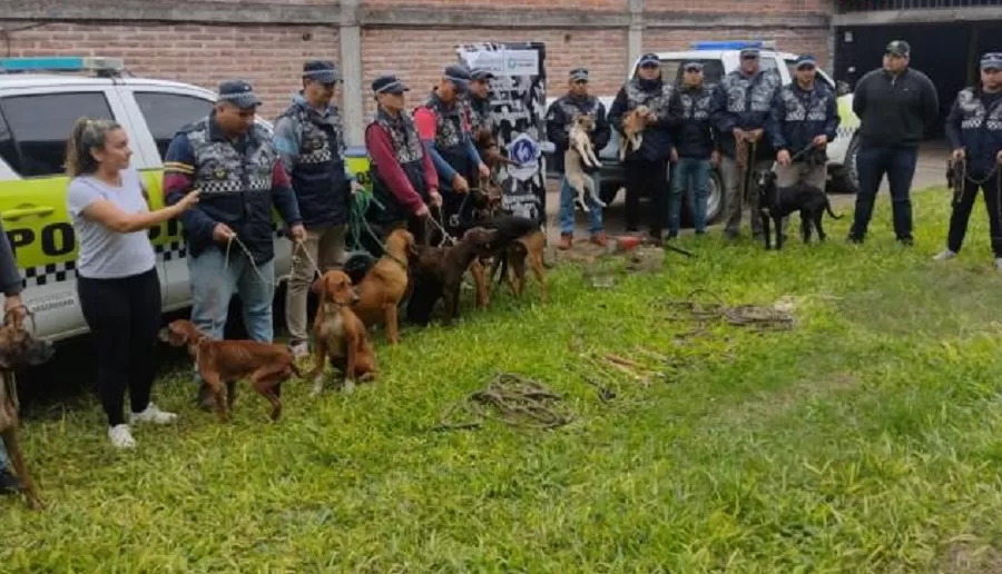 LOS CANES fueron recuperados por la Policía. 