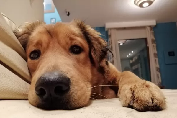 Día Nacional del Perro: por qué se celebra el 2 de junio y quién fue Chonino