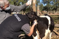 El Senasa recordó el valor de combatir la tuberculosis y la brucelosis bovinas