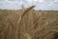 Con la zona de Buenos Aires como excepción, recortaron estimaciones en la producción de trigo