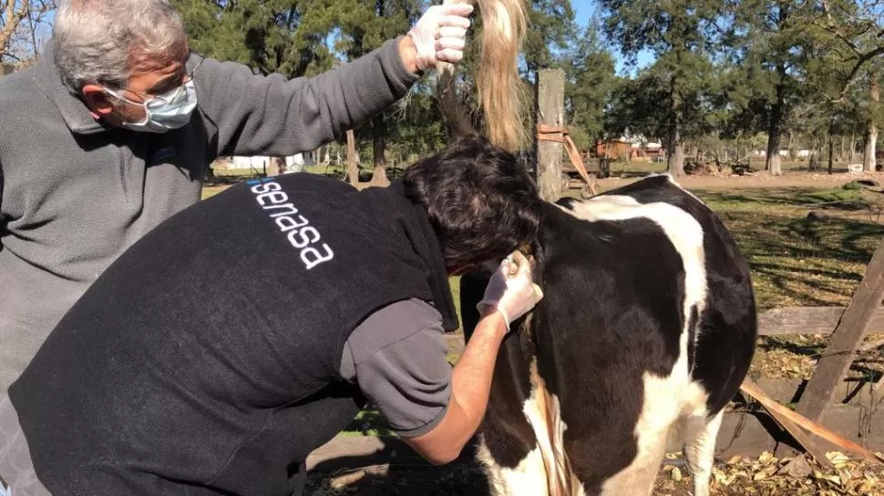 CIFRAS. El Senasa cuenta con más de 8.700 establecimientos registrados como “Bovinos tambos”, que reúnen un stock de un millón y medio de vacas. 