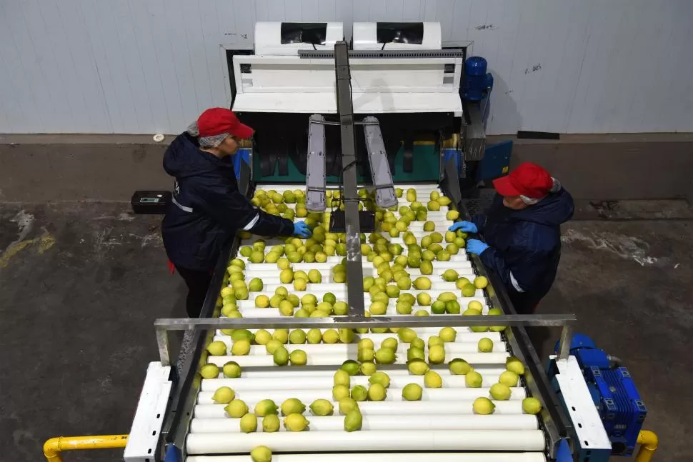 PROCESO DE SELECCIÓN. Packing de limones.    