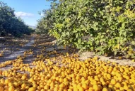 Por falta de mano de obra podrían perderse más de 1.000 toneladas de limones