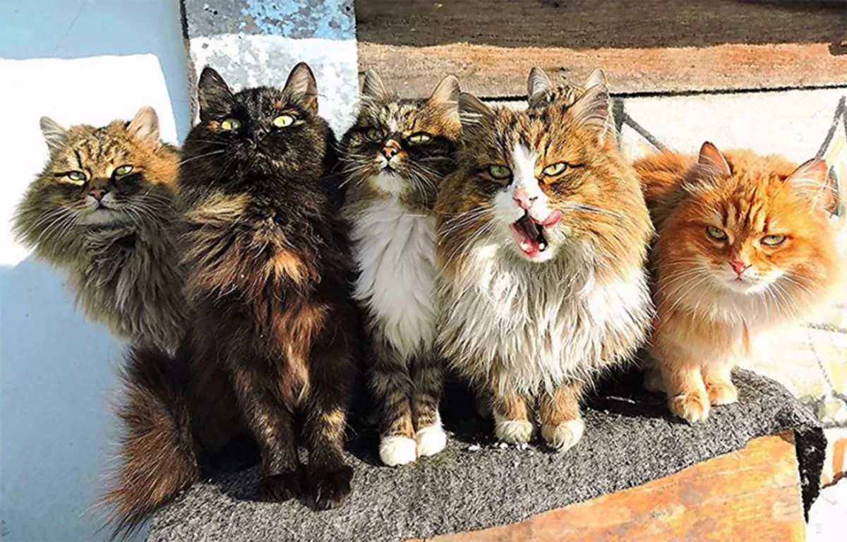 División maullidos, el ejército de gatos que salvó a Leningrado de los ratones