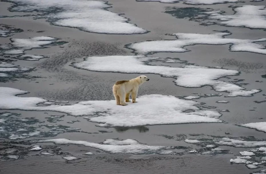 IMAGEN TOMADA DE TÉLAM