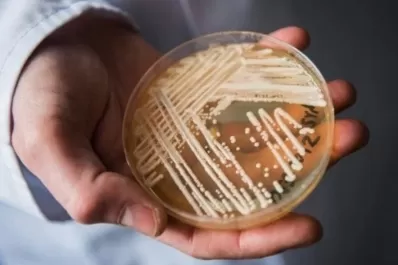 Alertan por la propagación de un hongo potencialmente mortal y resistente a los fármacos