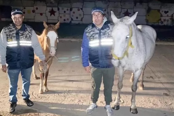 Rescataron a dos caballos que habían sido robados