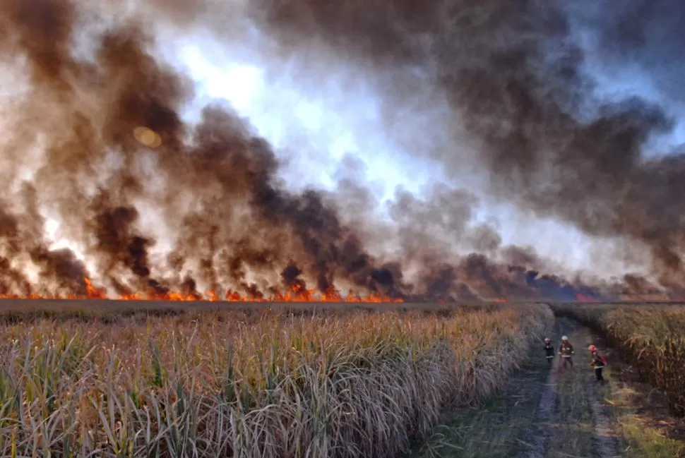 DATO. La caña quemada en pie comienza a sufrir un deterioro desde el inicio mismo del fuego, que se acelera con las altas temperaturas y hace que el rendimiento sea muy inferior a la caña cosechada en verde. LA GACETA / FOTO OSVALDO RIPOLL.