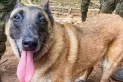 Continúa búsqueda de Wilson, el perro héroe que encontró a niños sobrevivientes en selva colombiana