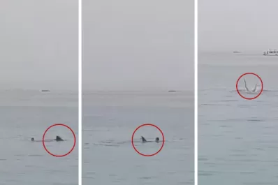 Filman el aterrador momento en el que un tiburón devora a un joven ruso en un mar de Egipto
