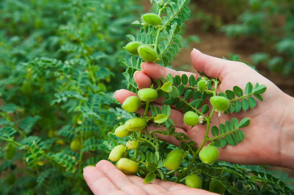 BENEFICIOS. La necesidad alimenticia es cada vez mayor y las legumbres son muy válidas. La tendencia es alimentarse mejor, y el consumidor empieza a elegir este tipo de proteína vegetal. 