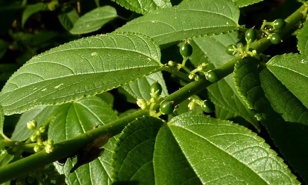 Trema micrantha Blume.