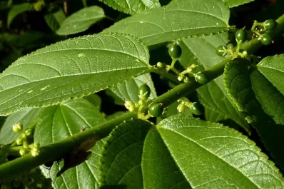 Hallan una planta que contiene las sustancias beneficiosas de la marihuana