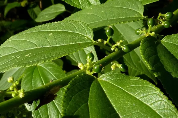 Hallan una planta que contiene las sustancias beneficiosas de la marihuana