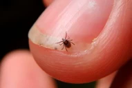 Japón registró la primera muerte de un ser humano a causa del virus de la garrapata