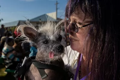 Galería de fotos: el concurso del perro más feo del mundo