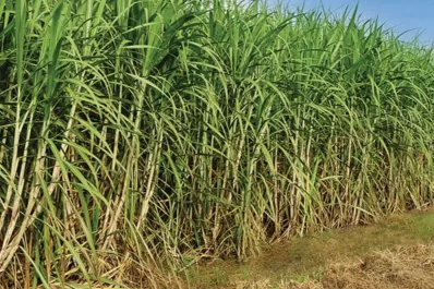 Zafra/23: el avance a 50 días del comienzo es de casi el 11%