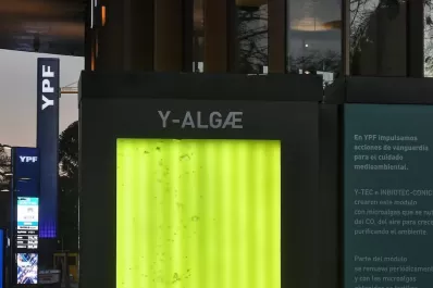 Árboles líquidos: qué son y cómo funcionan