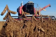 Soja: se produjeron 21 millones de t; el 52% menos que el año anterior