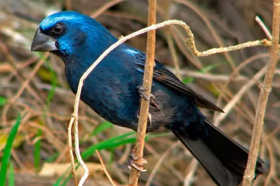 Las Talitas: rescataron a más de 15 aves autóctonas que estaban en cautiverio