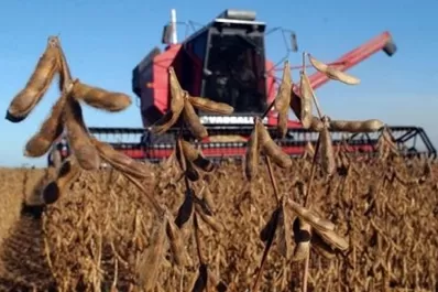 Soja: se produjeron 21 millones de t; el 52% menos que el año anterior