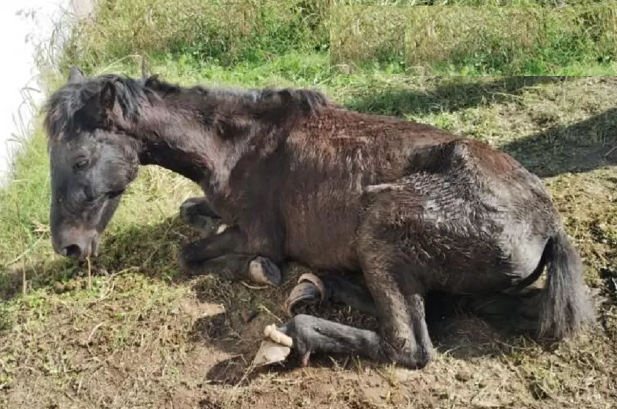 Rescatan un caballo abandonado y maltratado