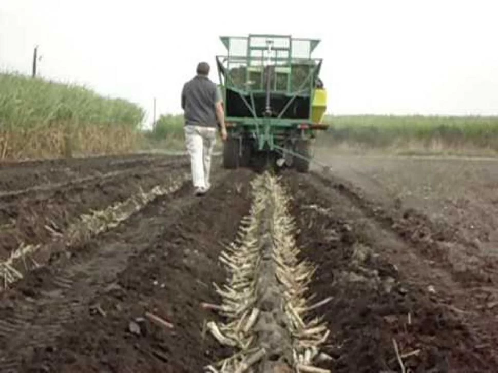 IMPORTANTE. Para lograr una buena plantación se debe partir de una adecuada preparación del suelo, que permitirá una buena cama de siembra favoreciendo el contacto caña semilla-suelo.