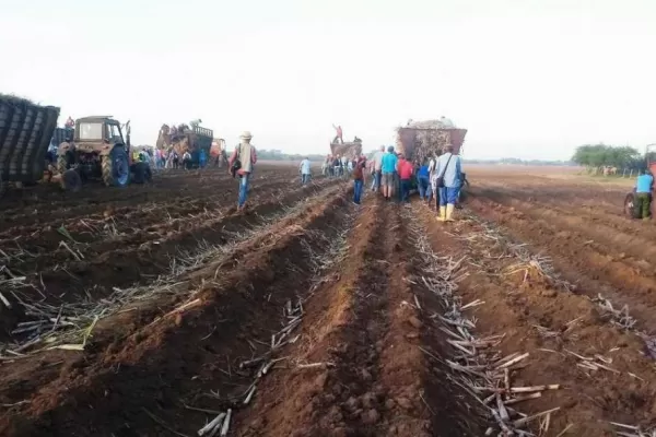 Consejos para un adecuado troceado de la caña semilla