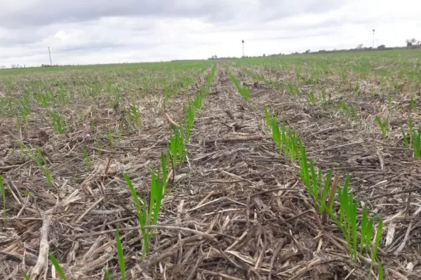 Trigo: prevén una cosecha 23/24 de 16,2 millones de toneladas