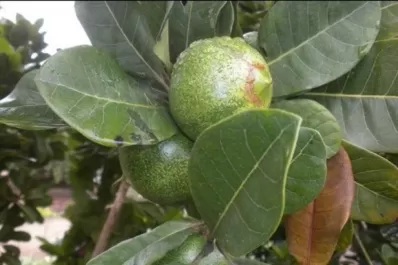 Cuál es el increíble fruto que sirve como endulzante y reduce los riesgos de diabetes y gastritis
