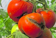 El Senasa declaró alerta en todo el país por el virus rugoso del tomate