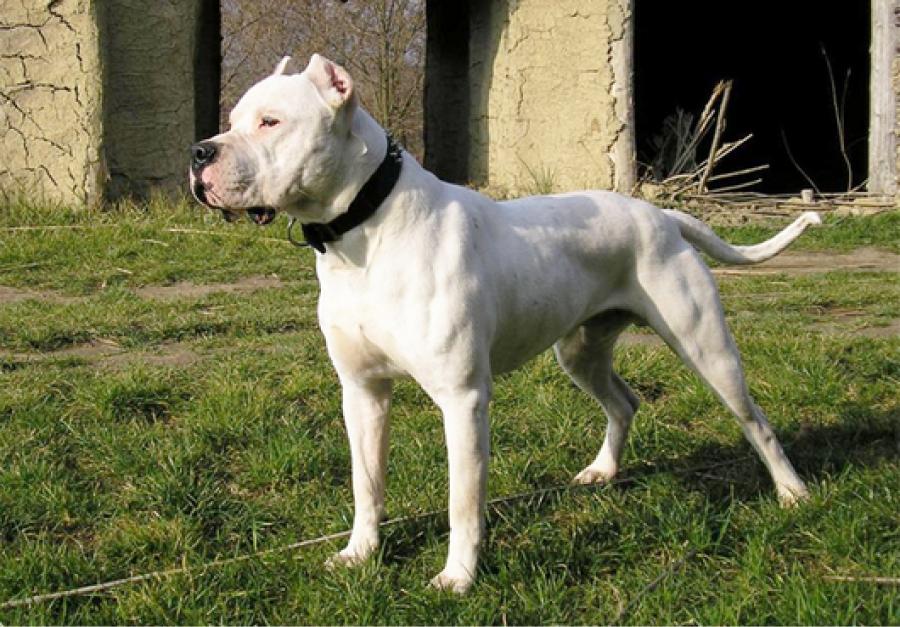 Un perro dogo argentino.