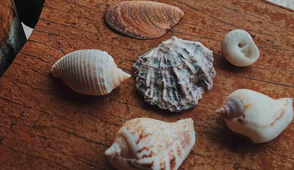 Qué dice el feng shui sobre tener caracoles en las casas
