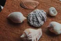 Feng shui: por qué no debemos tener caracoles en nuestras casas