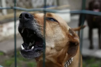 Mar del Plata: una jauría atacó salvajemente a un niño de nueve años