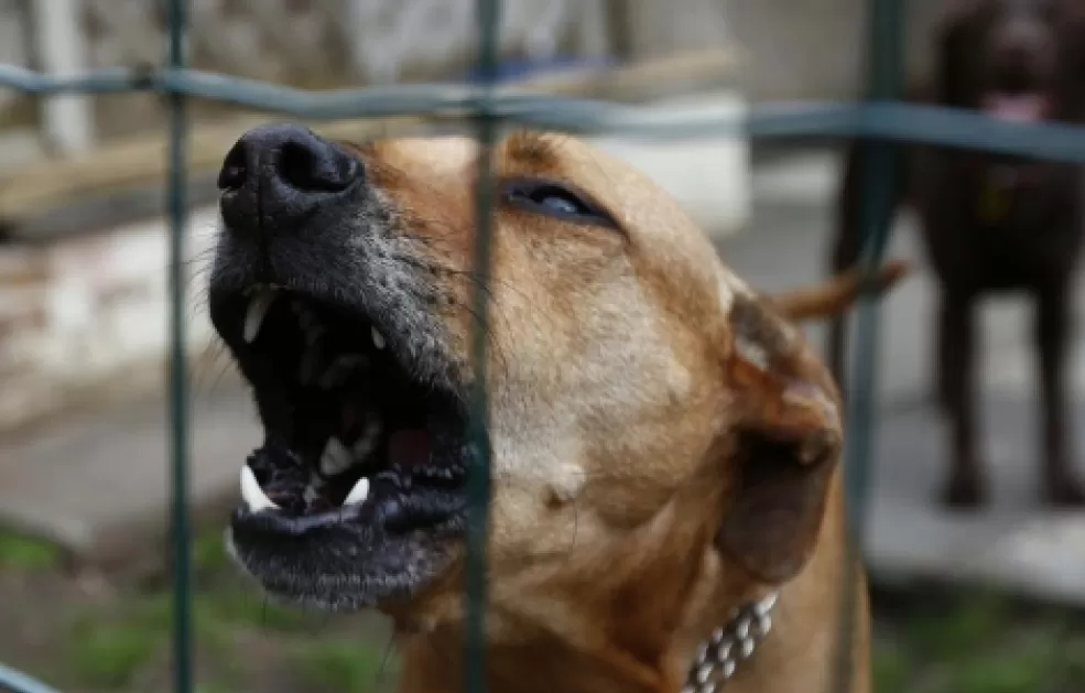 Una jauría de perros atacó a un niño.