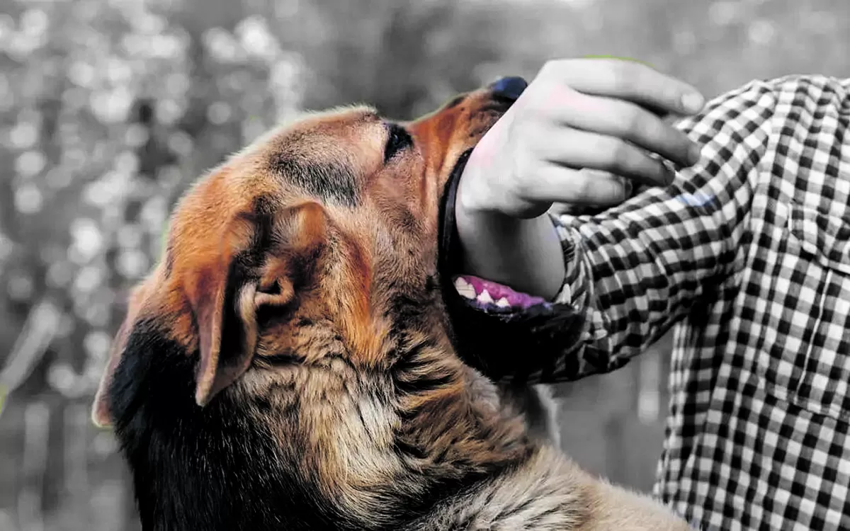 Cuando muerde un perro, es obligación denunciar