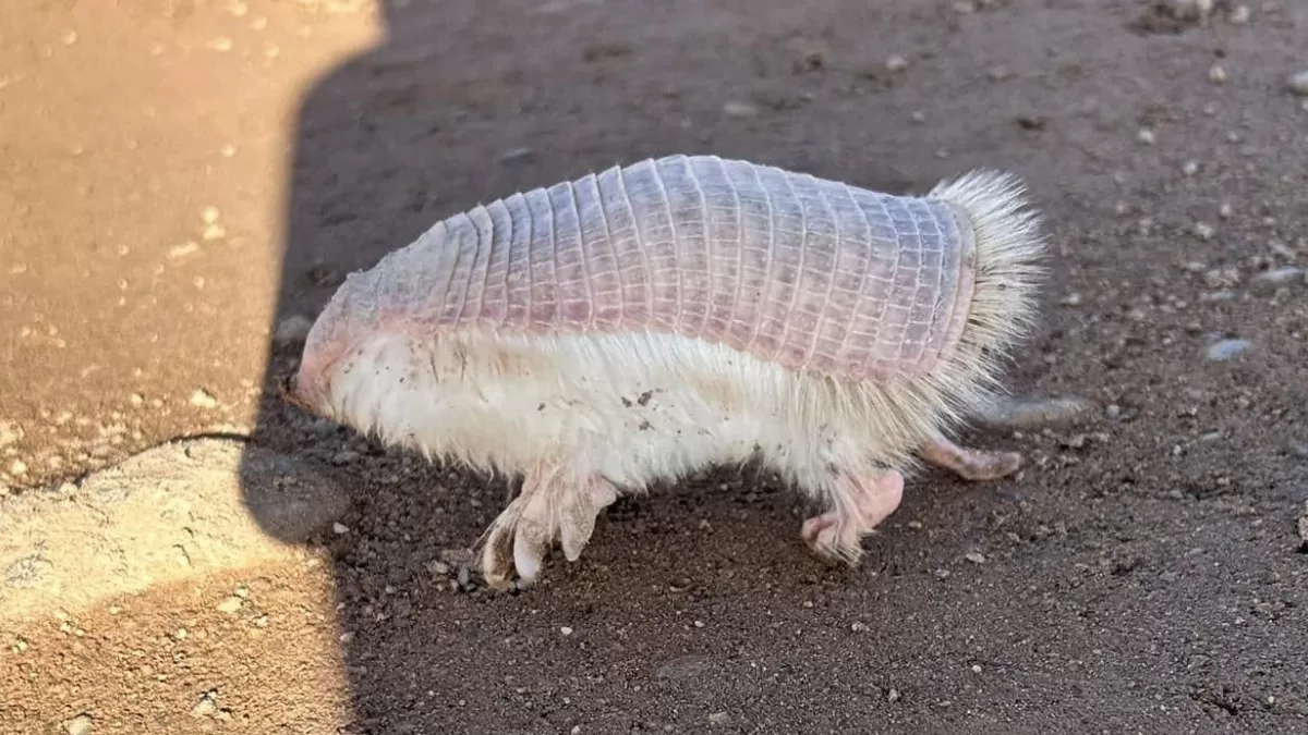 Armadillo hada rosa.