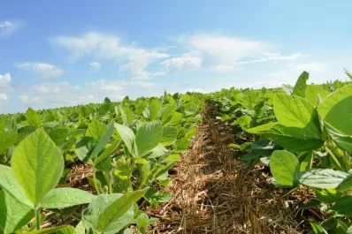 La soja sumará a la economía del país casi un 70% menos que el año pasado