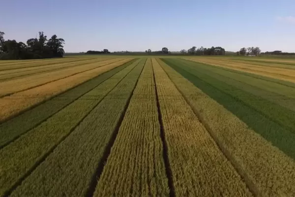 Para la zona núcleo estiman solo 1 millón de hectáreas con trigo