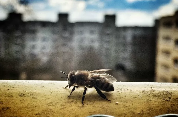 DISMINUCIÓN. Se están reduciendo las poblaciones de diversos insectos. 