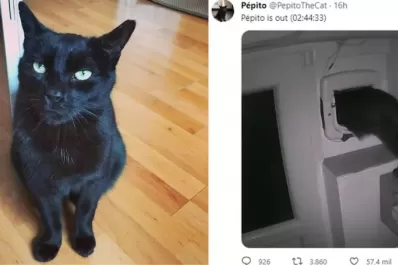 Quién es “Pépito”, el gato que se volvió mundialmente conocido en las redes