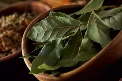 Qué beneficios tiene colocar una hoja de laurel debajo de la almohada a la hora de dormir