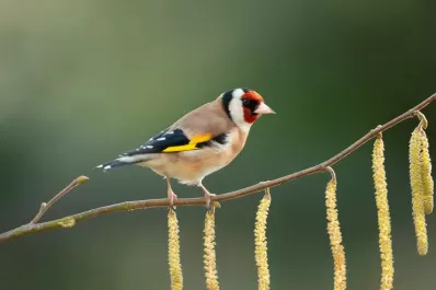 Rescataron y liberaron cinco aves autóctonas