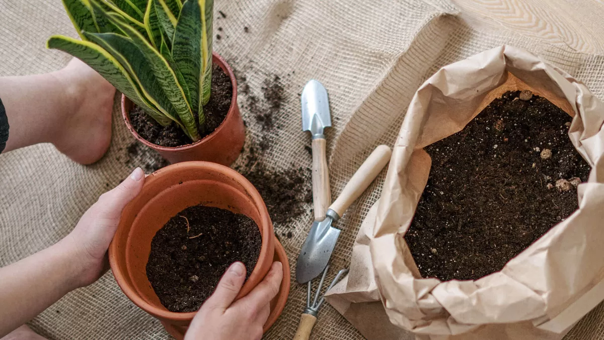 Con este truco casero, podes evitar que los insectos se coman las plantas