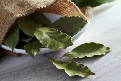 Feng Shui: tres lugares para colocar hojas de laurel en la casa y atraer dinero